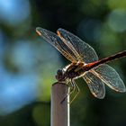 Sympetrum striolatum - durchleuchtet