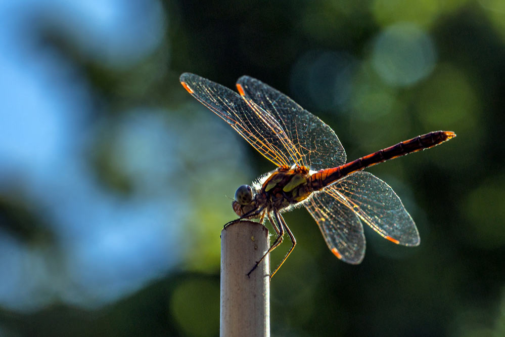 Sympetrum striolatum - durchleuchtet