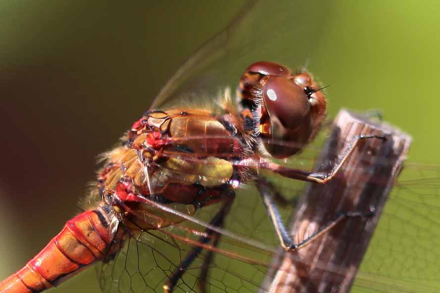 Sympetrum striolatum