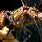 Sympetrum striolatum