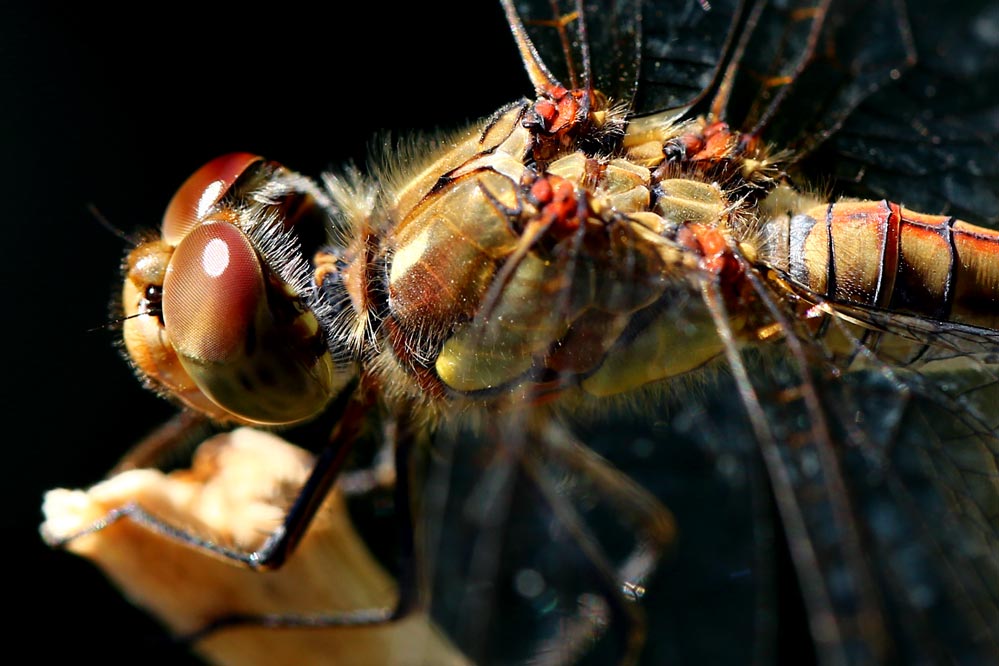 Sympetrum striolatum