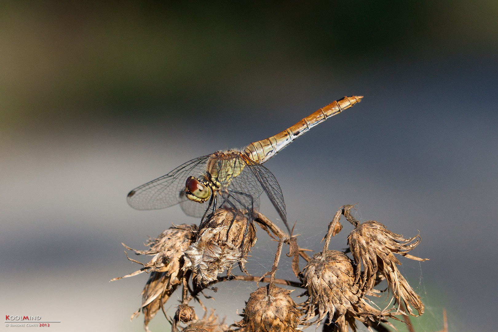 Sympetrum Striolatum