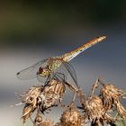 Sympetrum Striolatum