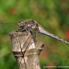 Sympetrum striolatum femelle