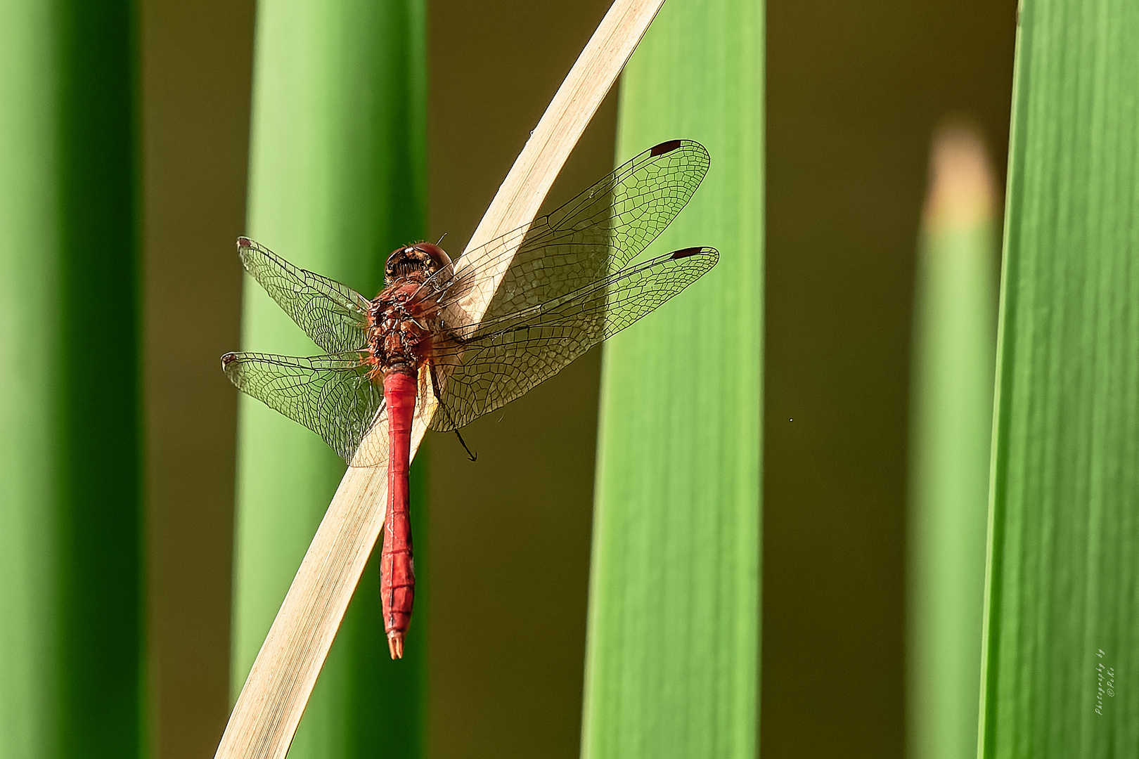 Sympetrum striolatum – Grosse Heidelibelle