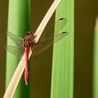 Sympetrum striolatum – Grosse Heidelibelle