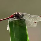 Sympetrum striolatum – Grosse Heidelibelle