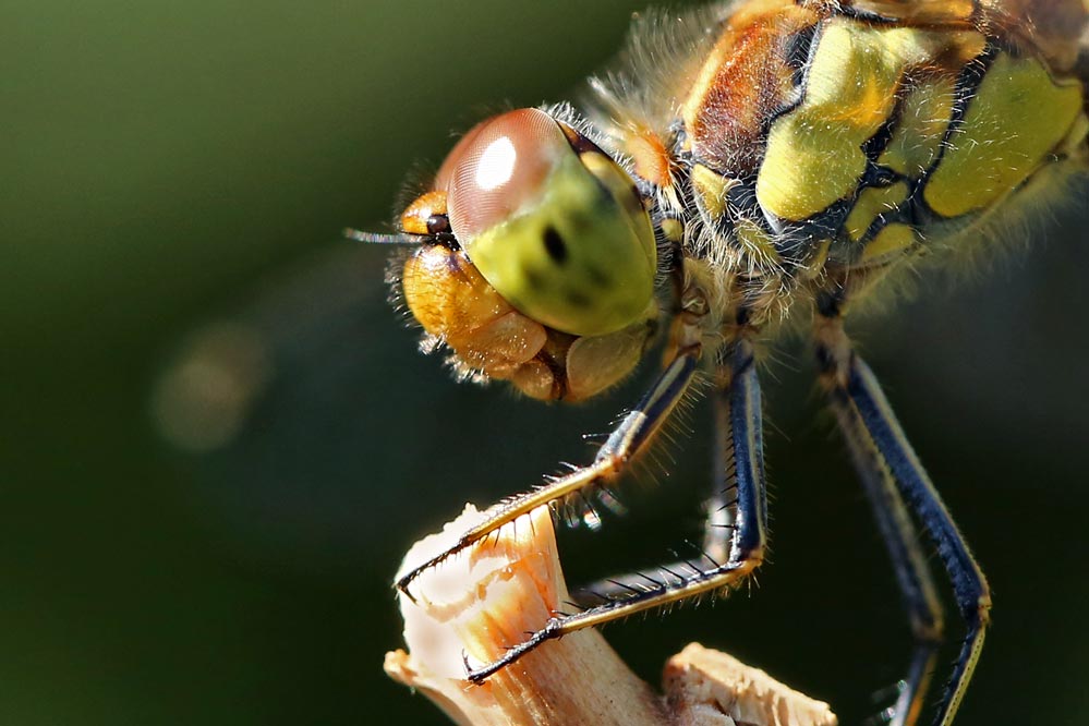 Sympetrum striolatum - is watching you