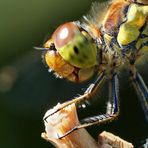 Sympetrum striolatum - is watching you