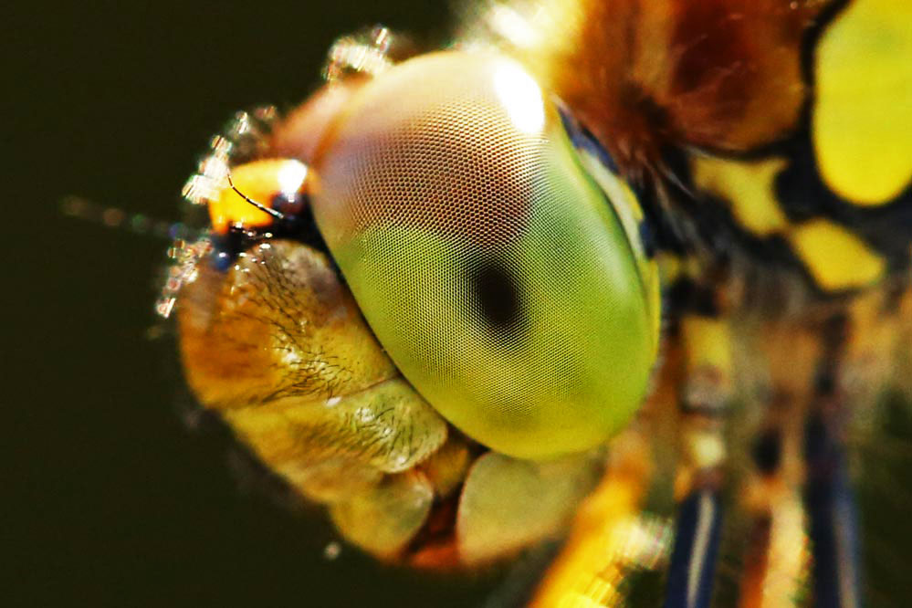 Sympetrum striolatum - is watching you -