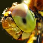 Sympetrum striolatum - is watching you -