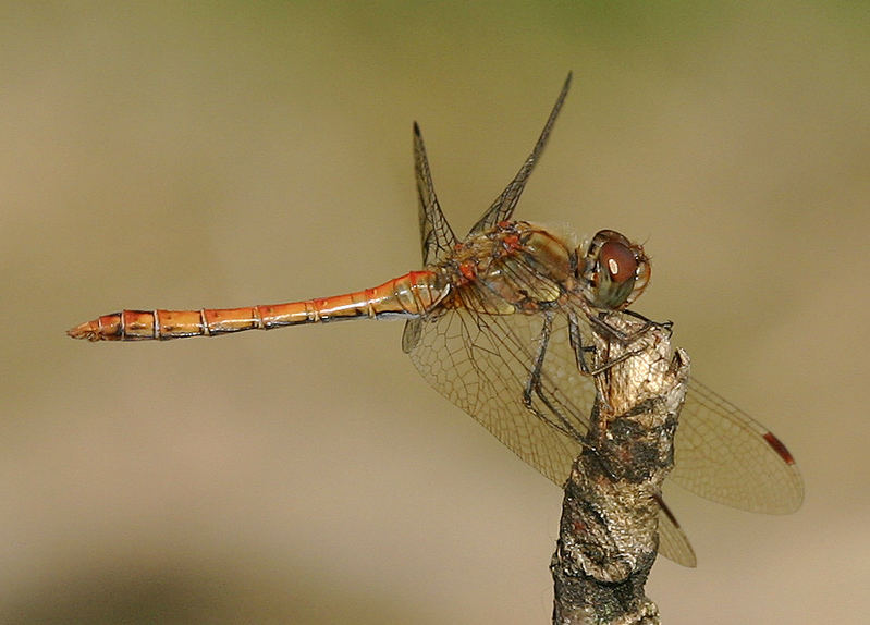 Sympetrum striolatum male - Grosse Heidelibelle männchen