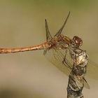 Sympetrum striolatum male - Grosse Heidelibelle männchen