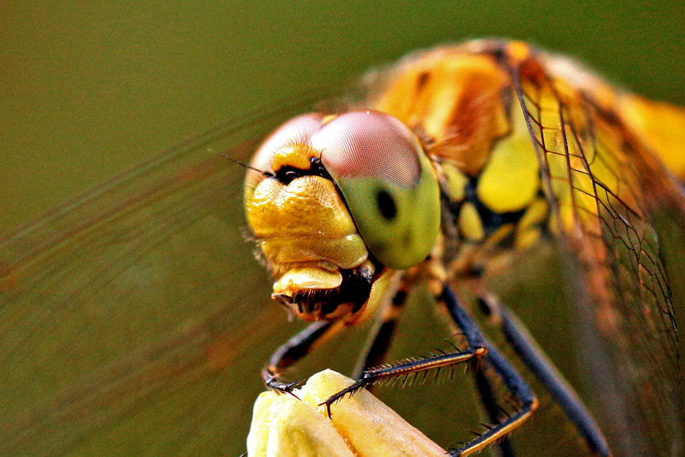 Sympetrum striolatum - mit Beute