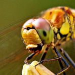 Sympetrum striolatum - mit Beute