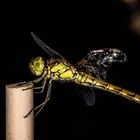 Sympetrum striolatum - mit Tragflächenschaden