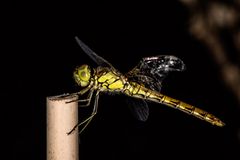 Sympetrum striolatum - mit Tragflächenschaden