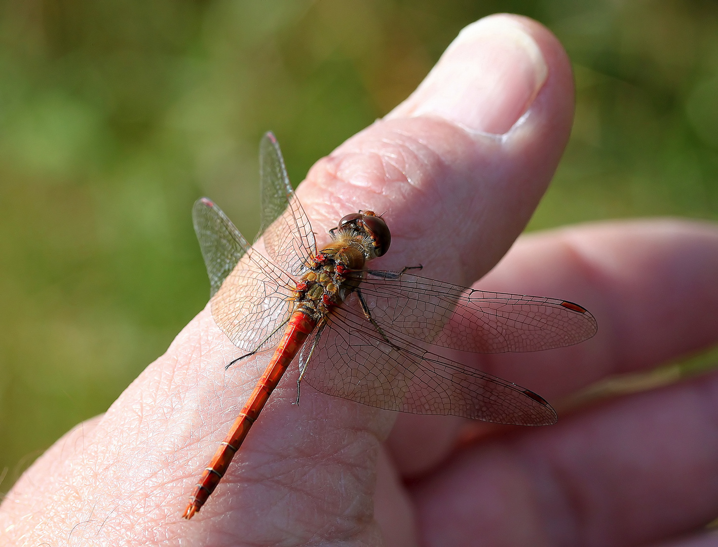 Sympetrum striolatum & pouce gauche d´un primate.