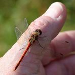 Sympetrum striolatum & pouce gauche d´un primate.