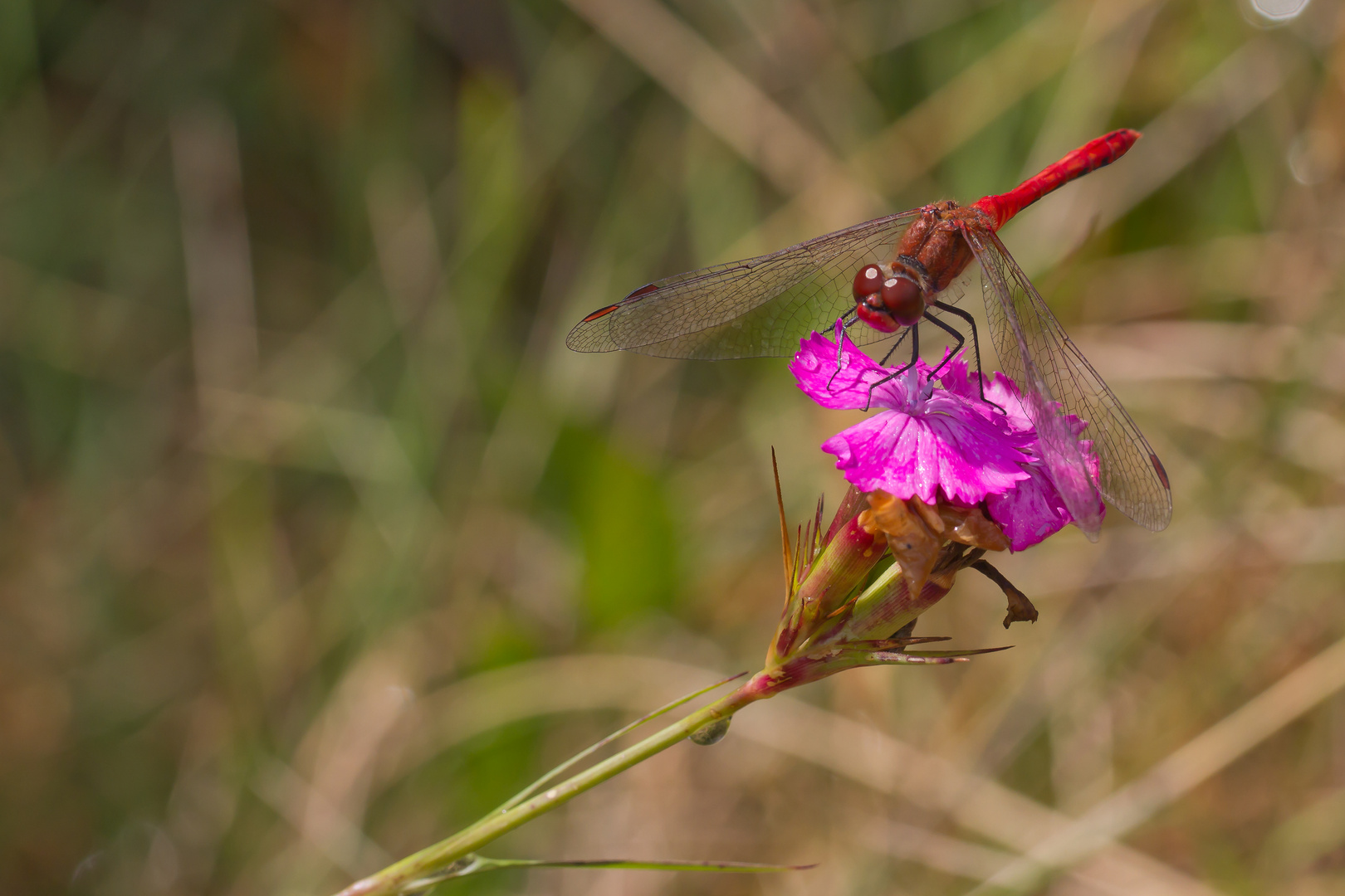 Sympetrum sur une fleur