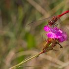 Sympetrum sur une fleur