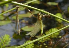 Sympetrum und Lestes