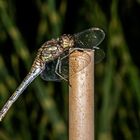 Sympetrum vulgatum