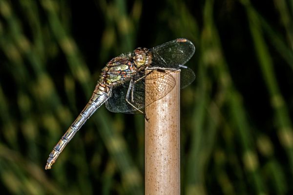 Sympetrum vulgatum