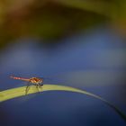 sympetrum vulgatum