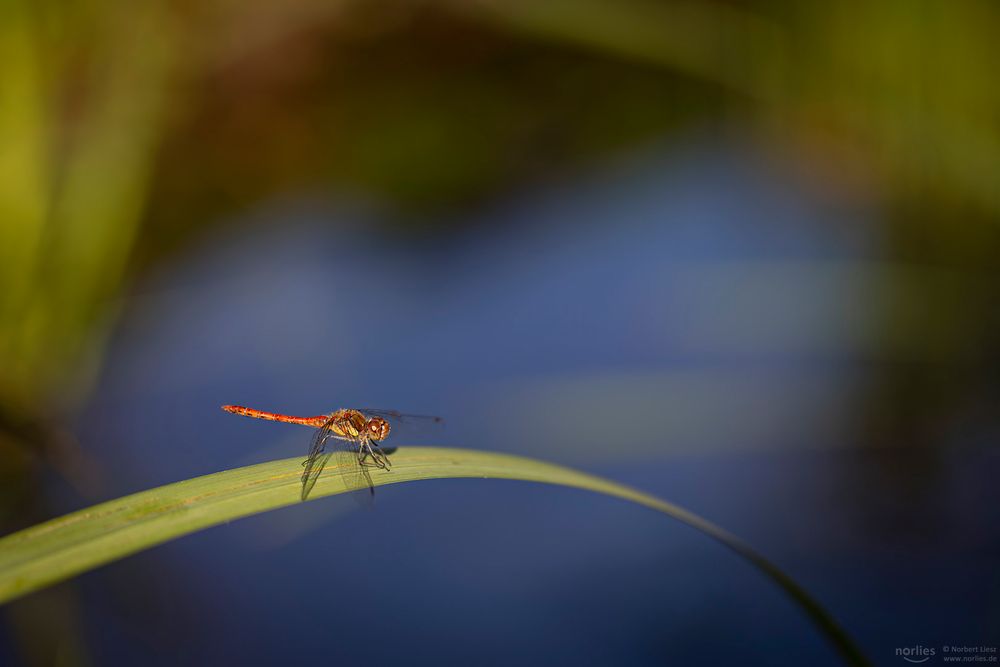 sympetrum vulgatum