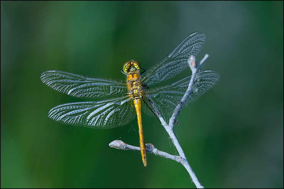 Sympetrum vulgatum