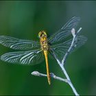 Sympetrum vulgatum