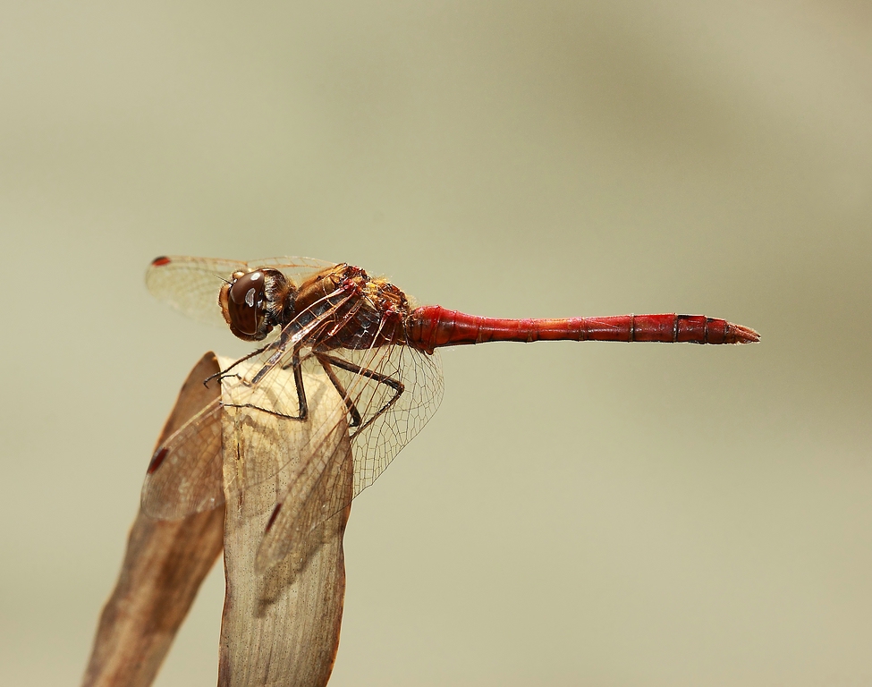 Sympetrum vulgatum