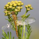 Sympetrum vulgatum