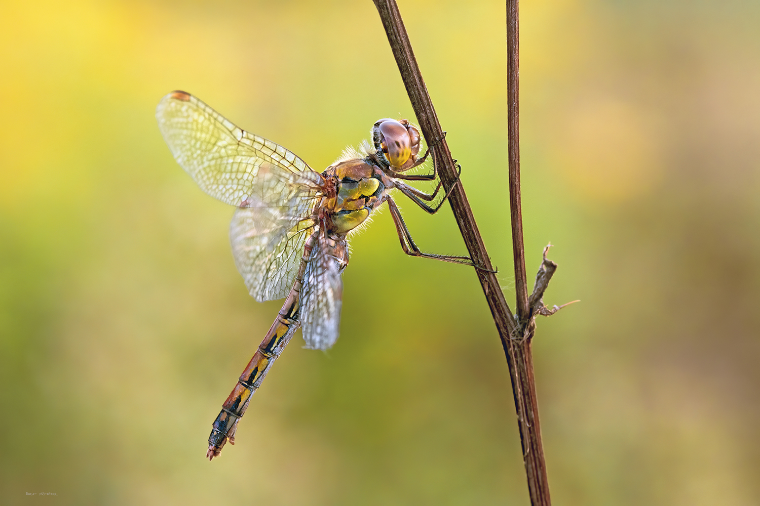 Sympetrum vulgatum