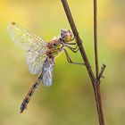 Sympetrum vulgatum