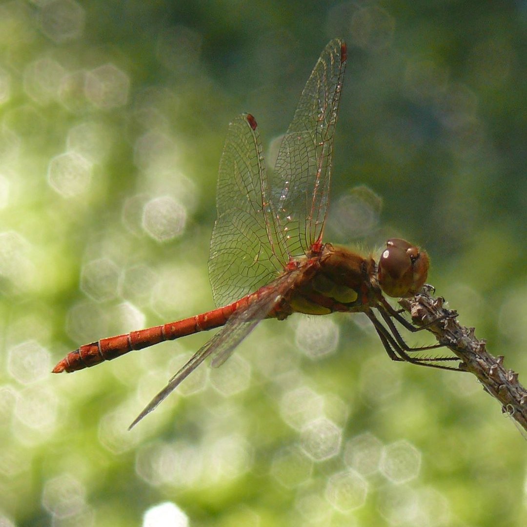 Sympetrum vulgatum