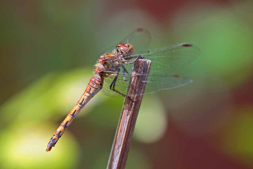 Sympetrum vulgatum