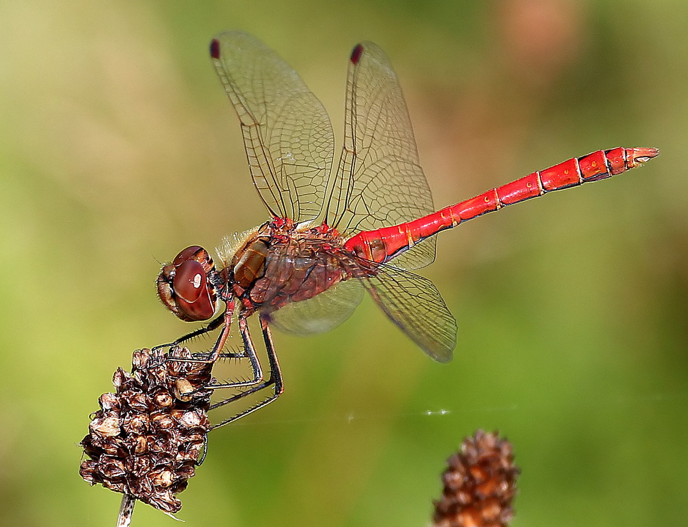 Sympetrum vulgatum