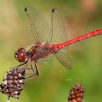 Sympetrum vulgatum