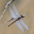 Sympetrum vulgatum