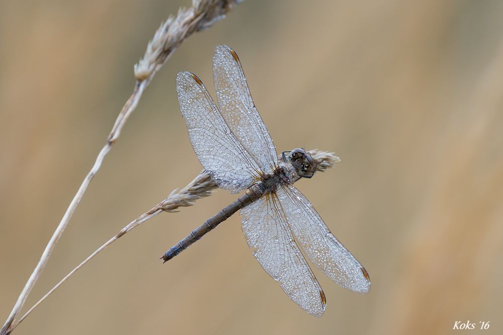 Sympetrum vulgatum