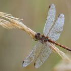 Sympetrum vulgatum