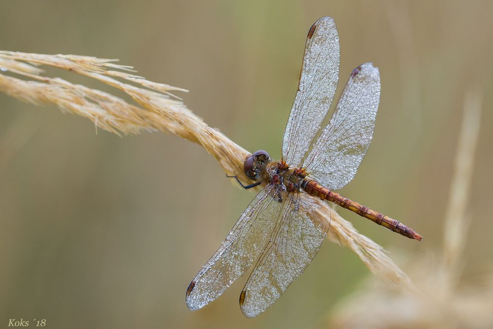 Sympetrum vulgatum