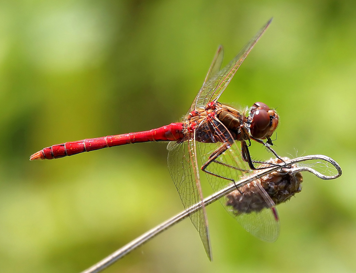 Sympetrum vulgatum