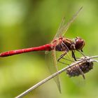 Sympetrum vulgatum