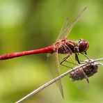 Sympetrum vulgatum