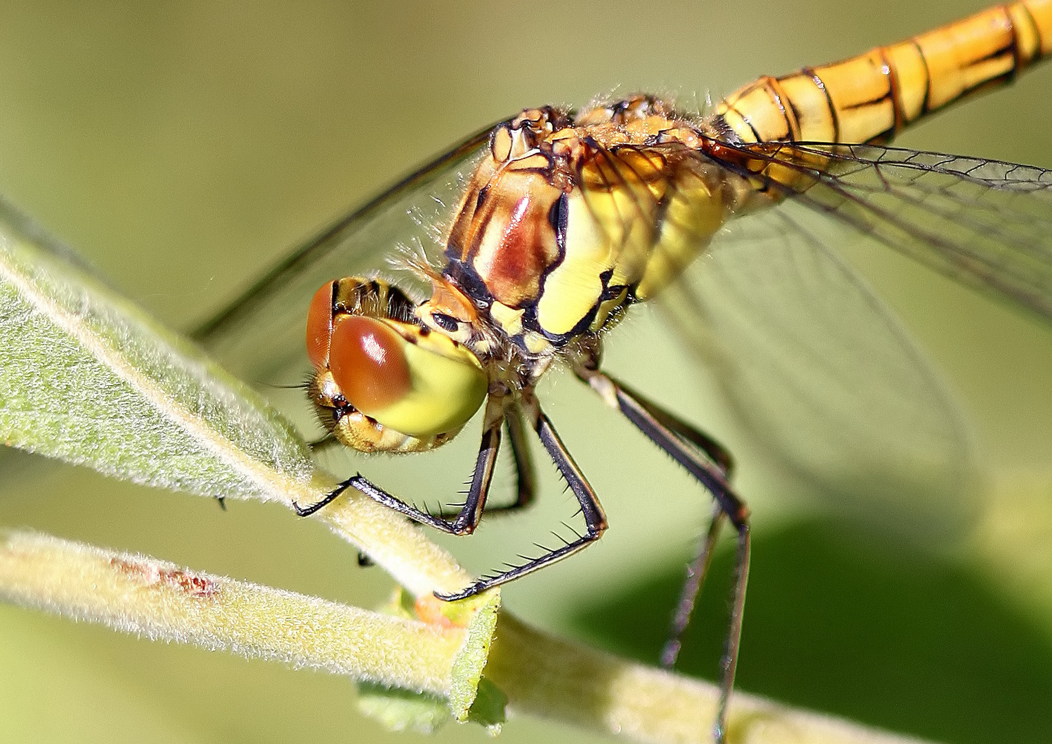 Sympetrum vulgatum F