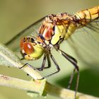 Sympetrum vulgatum F