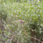 Sympetrum vulgatum